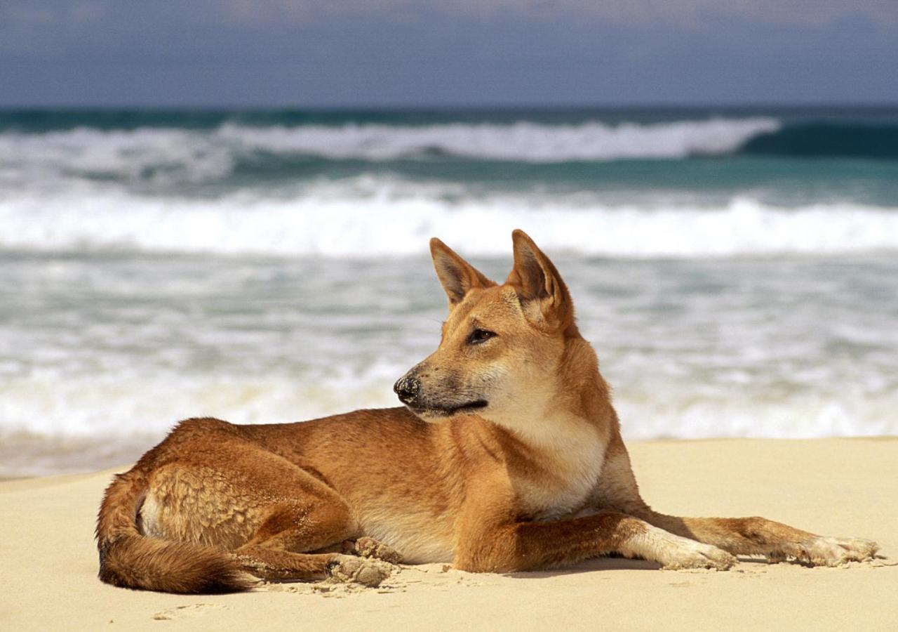 Villa Sapphire 535, Kingfisher Bay Resort, K'gari Fraser Island